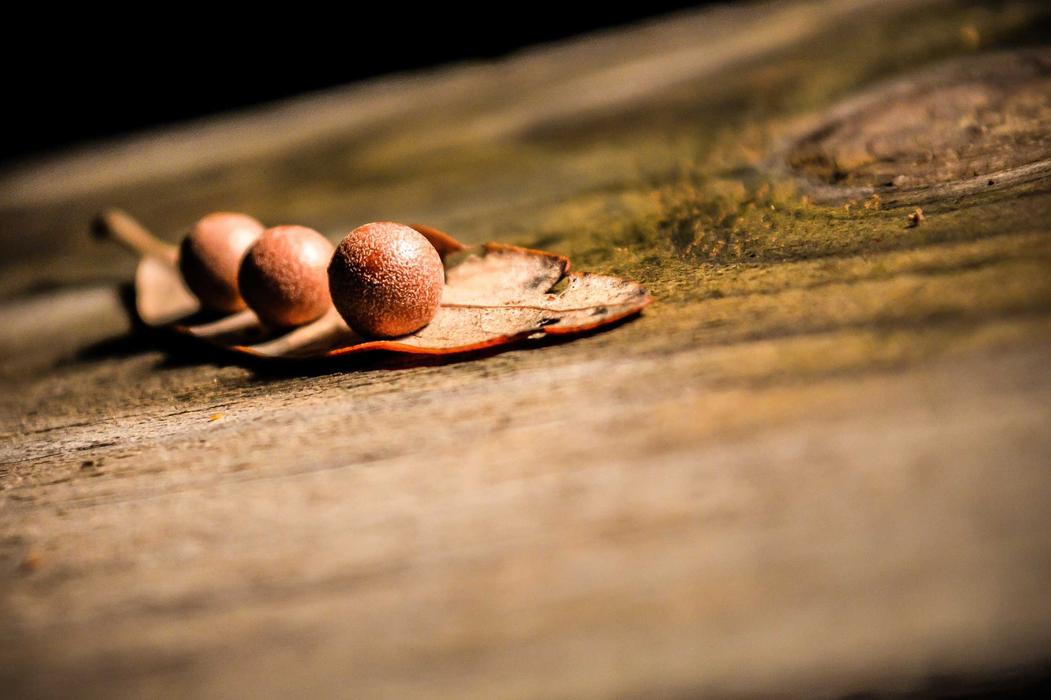 Dolorum nihil id iste libero non maxime